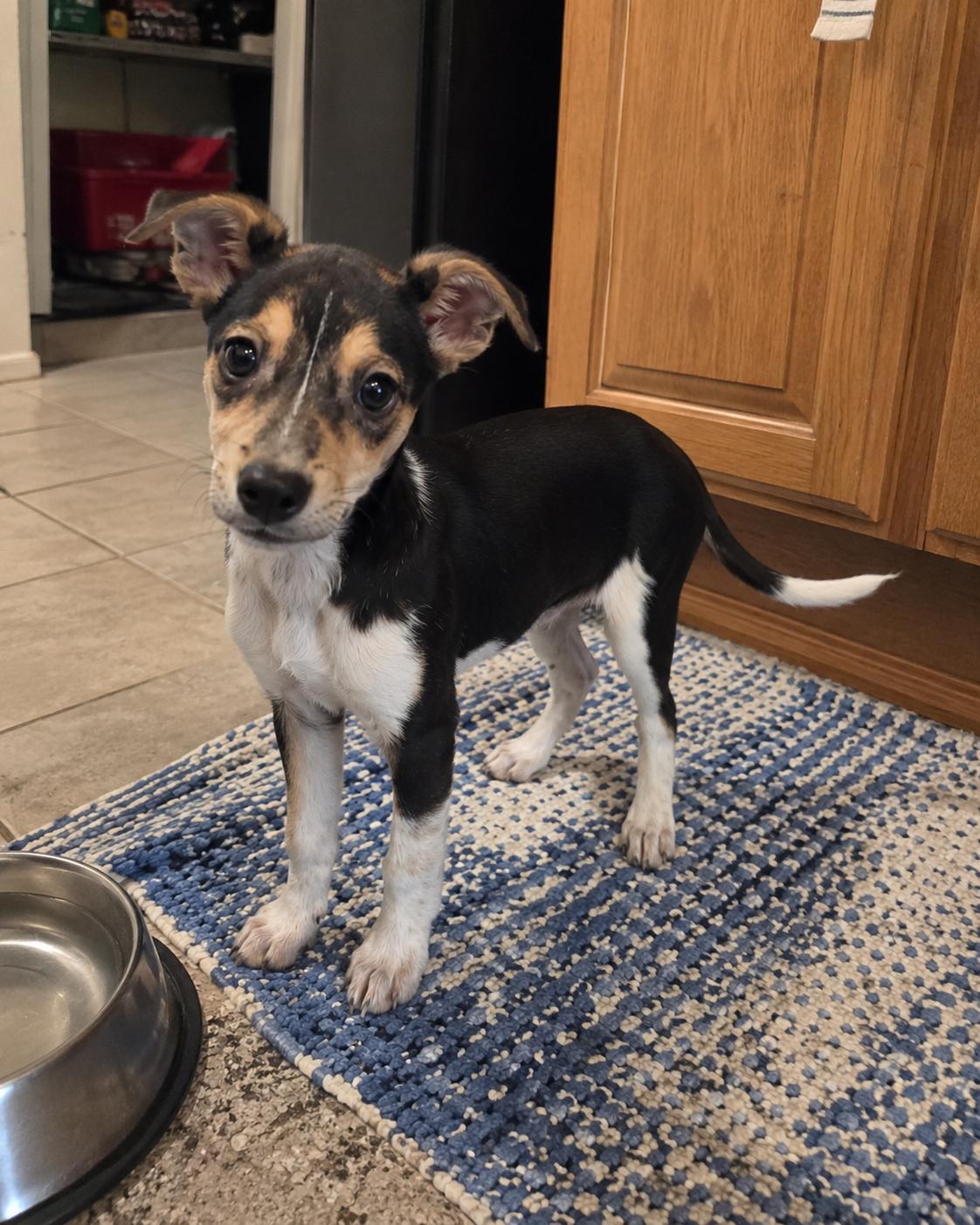 Enlarge Shania, an adopted mixed breed in Encinitas, CA image 6/6