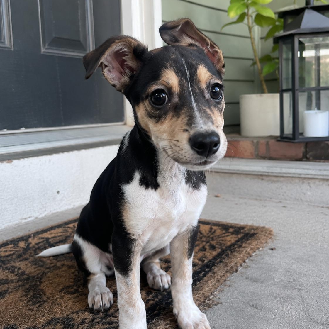 Enlarge Shania, an adopted mixed breed in Encinitas, CA image 1/6