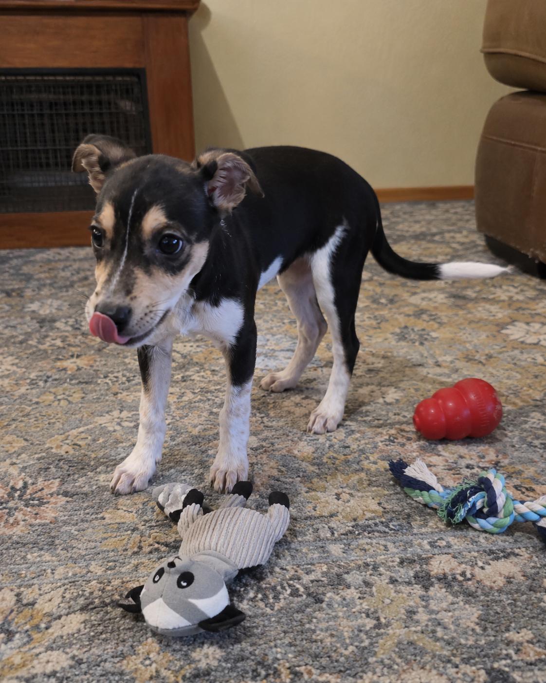 Enlarge Shania, an adopted mixed breed in Encinitas, CA image 5/6