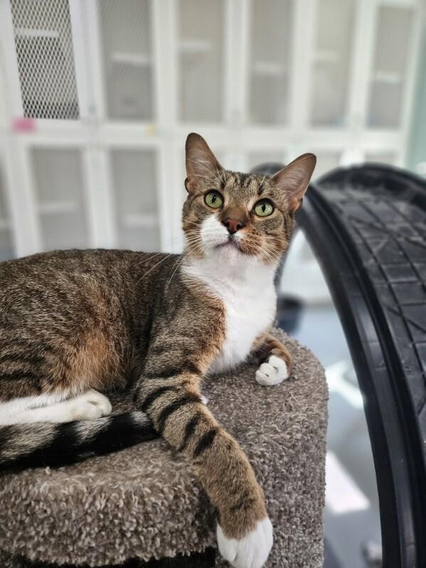 Enlarge Pooh Bear, a Adoptable Domestic Short Hair in San Leon, TX image 1/6