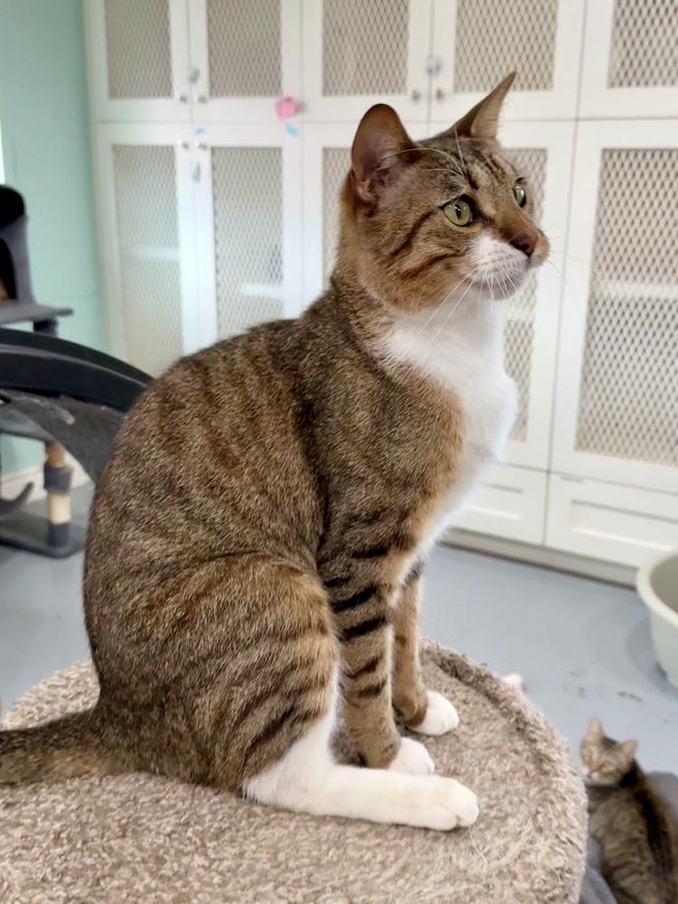 Enlarge Pooh Bear, a Adoptable Domestic Short Hair in San Leon, TX image 2/6