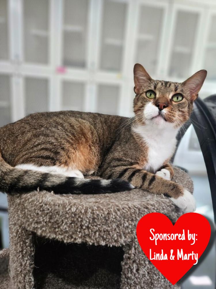 Pooh Bear, a Adoptable Domestic Short Hair in San Leon, TX image 3/6