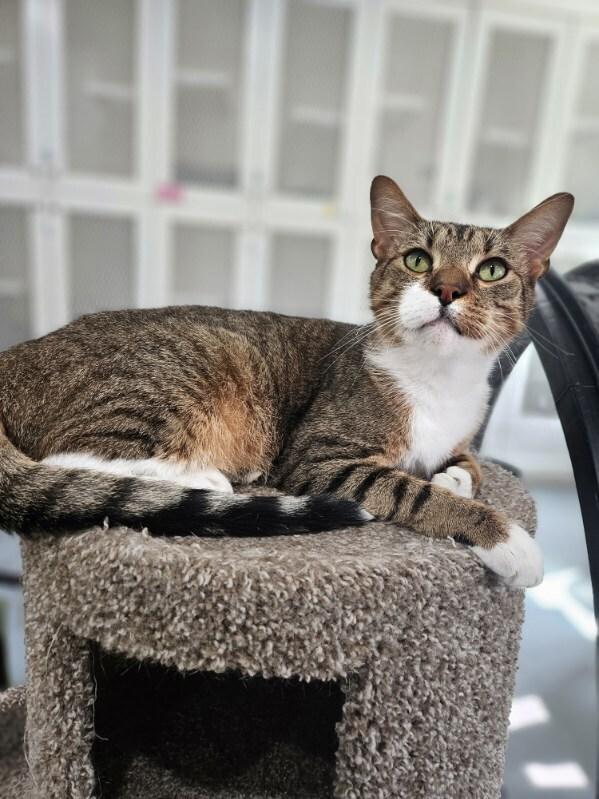 Enlarge Pooh Bear, a Adoptable Domestic Short Hair in San Leon, TX image 3/6