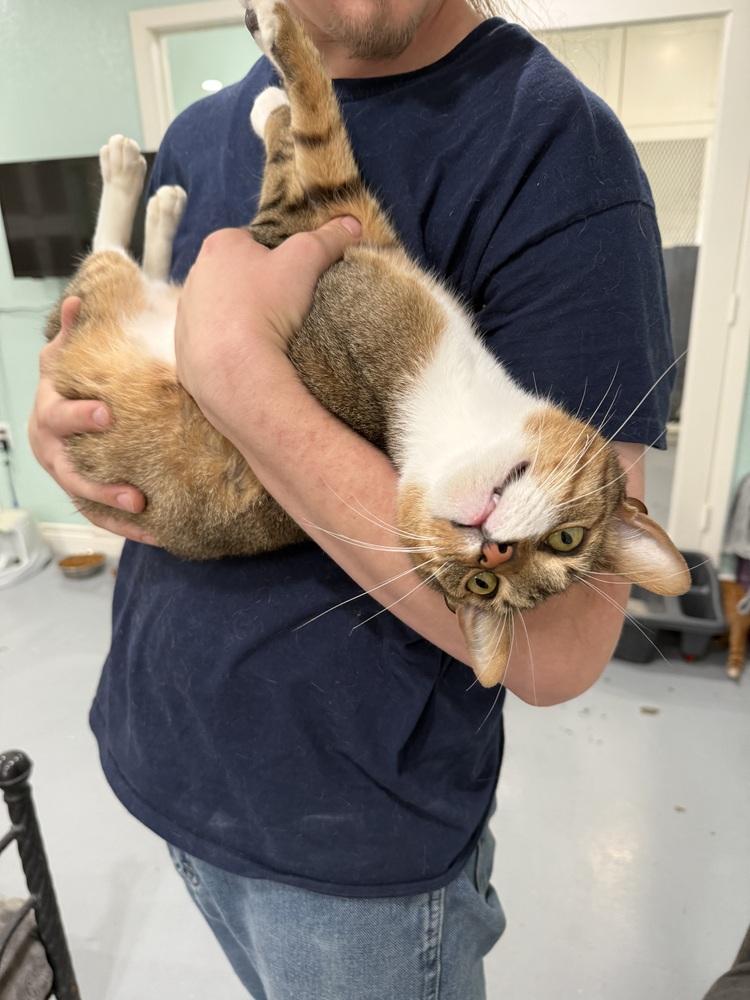 Enlarge Pooh Bear, a Adoptable Domestic Short Hair in San Leon, TX image 4/6