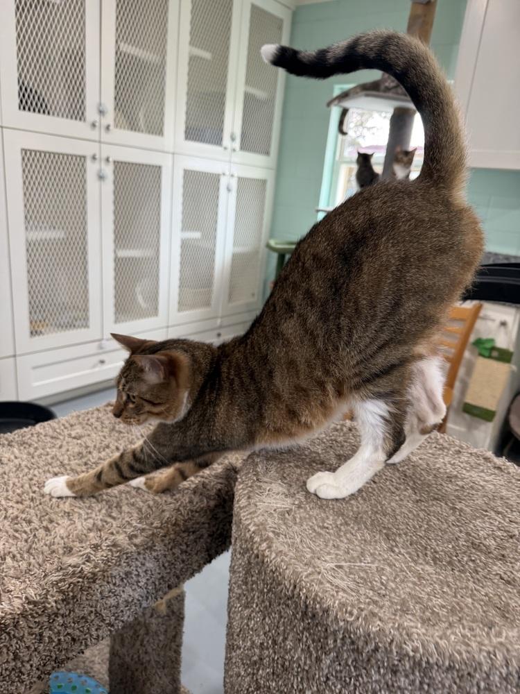 Enlarge Pooh Bear, a Adoptable Domestic Short Hair in San Leon, TX image 5/6