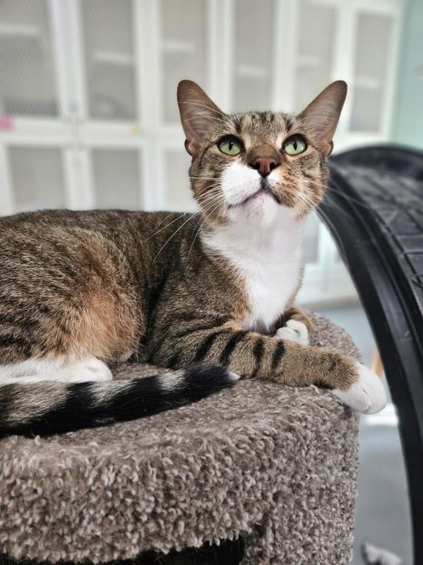 Enlarge Pooh Bear, a Adoptable Domestic Short Hair in San Leon, TX image 6/6