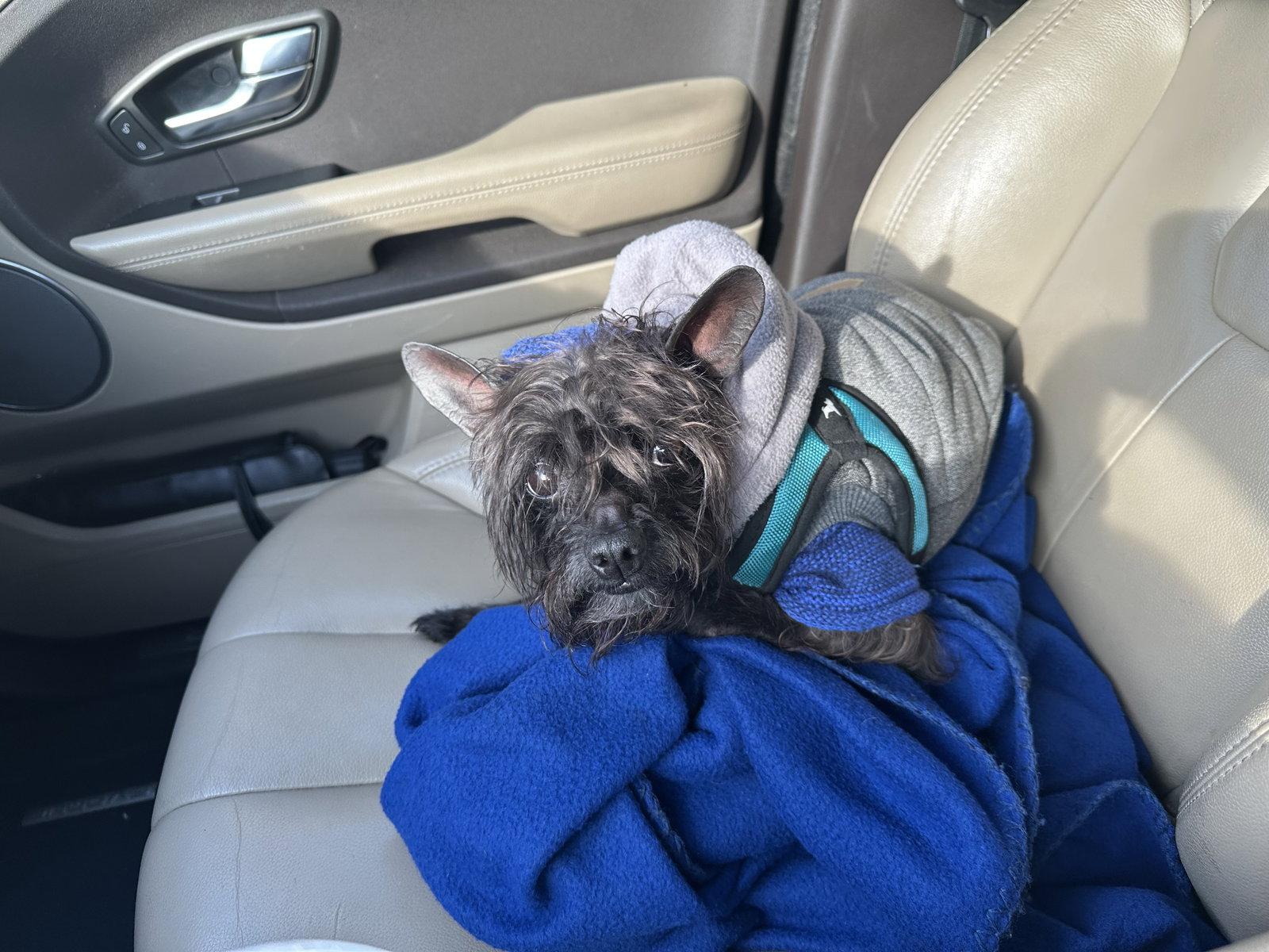 Enlarge Pablo, a Adoptable mixed breed in Doylestown, PA image 2/3