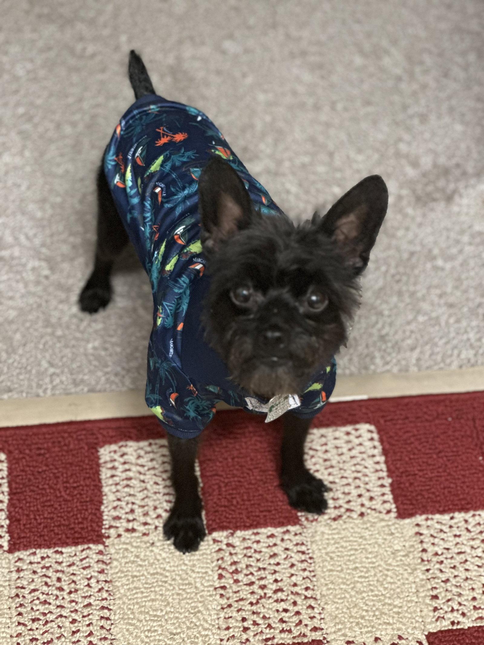 Enlarge Pablo, a Adoptable mixed breed in Doylestown, PA image 3/3