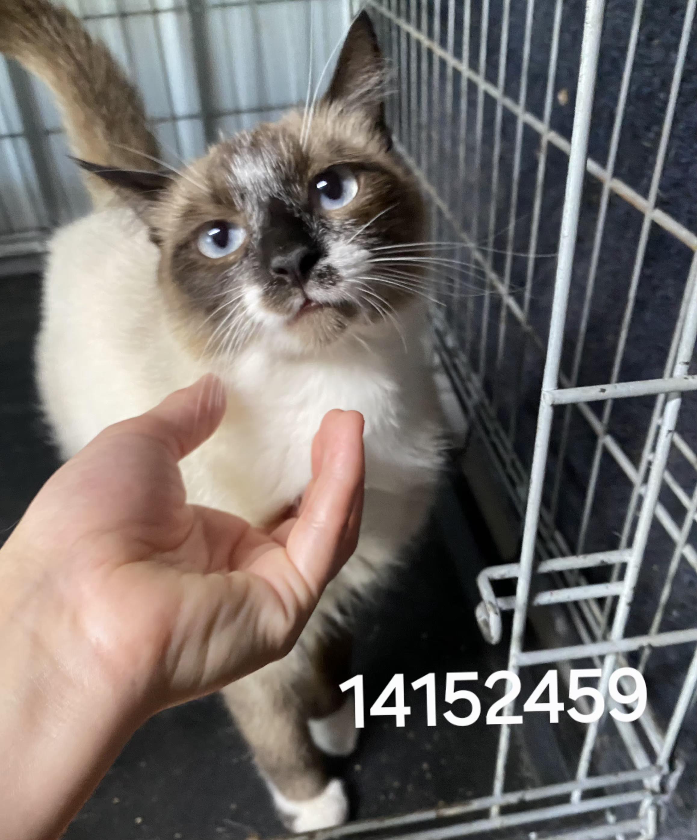 Enlarge 14152459, a ADOPTABLE Siamese in Lees Summit, MO image 1/1