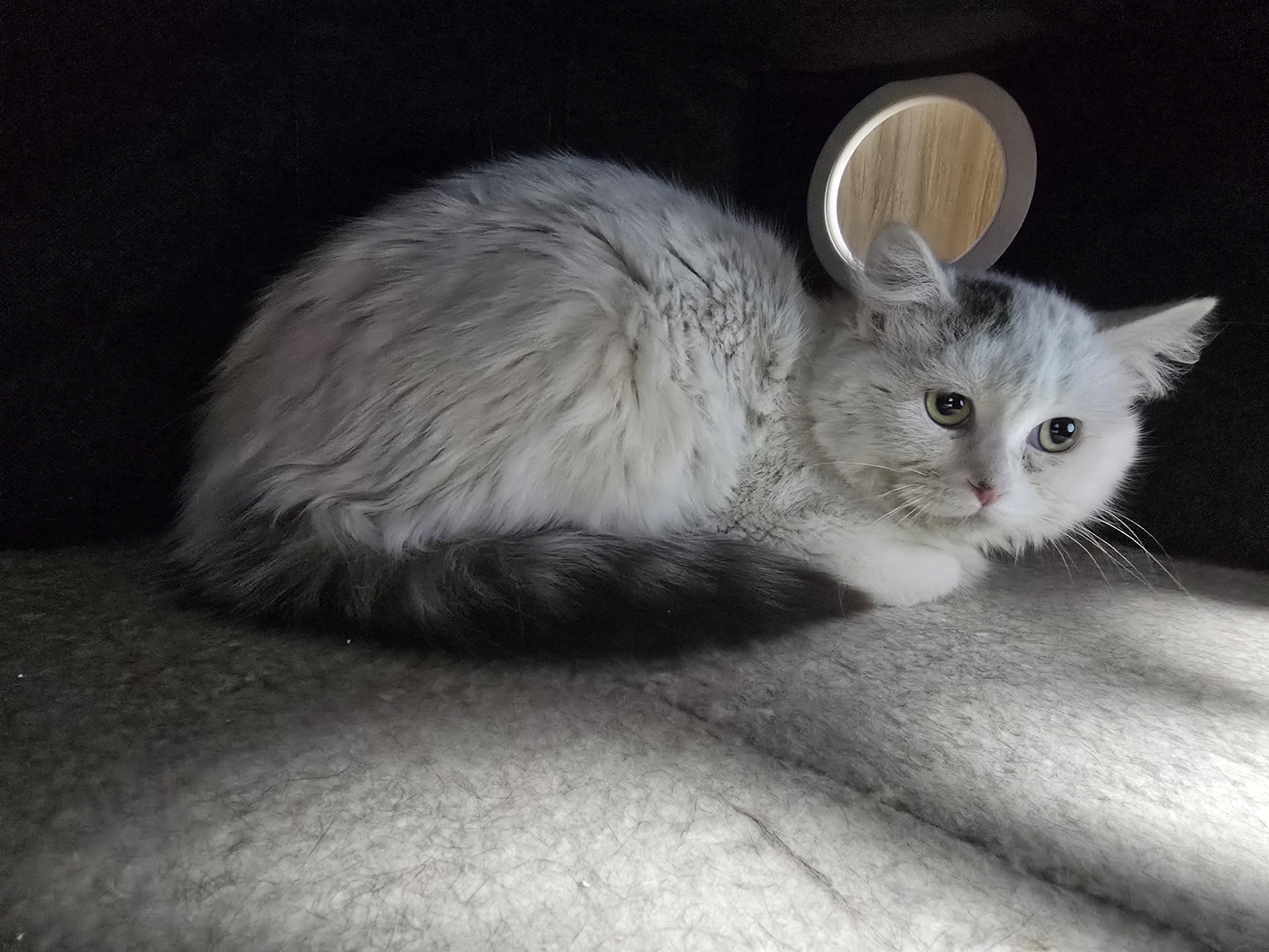 Enlarge Penelope, a ADOPTABLE Domestic Long Hair in Farmington, MO image 1/1