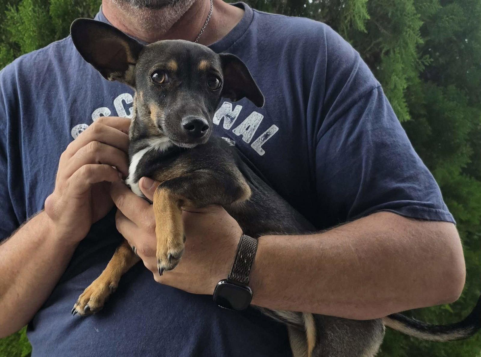 Pecan Pie, Adoptable, Puppy Female Dachshund.