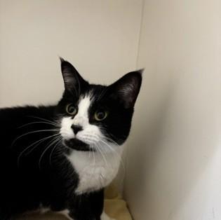 Lucy, Adoptable, Adult Female Domestic Short Hair & Domestic Short Hair.