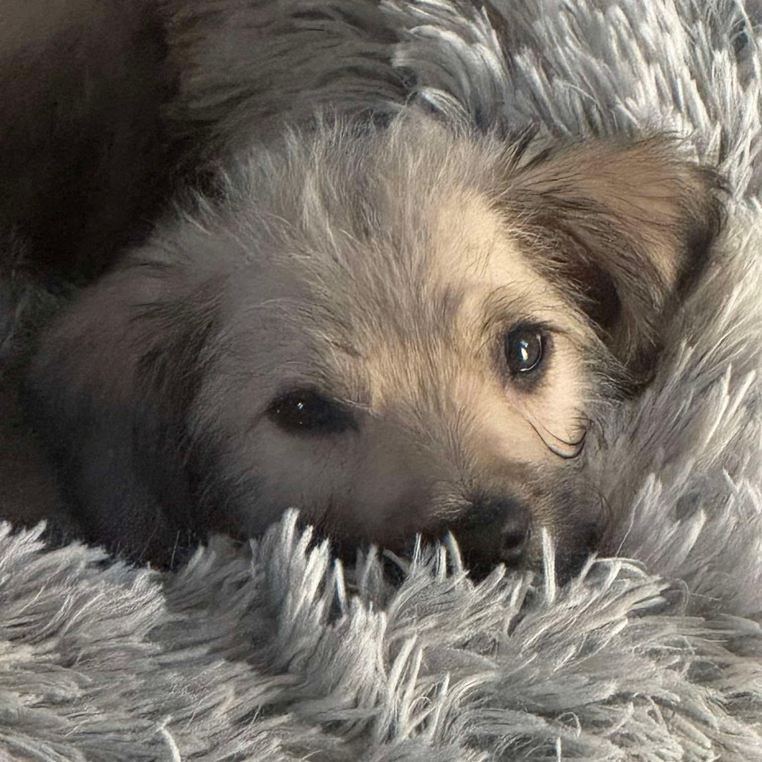 Athena — thumbnail 3