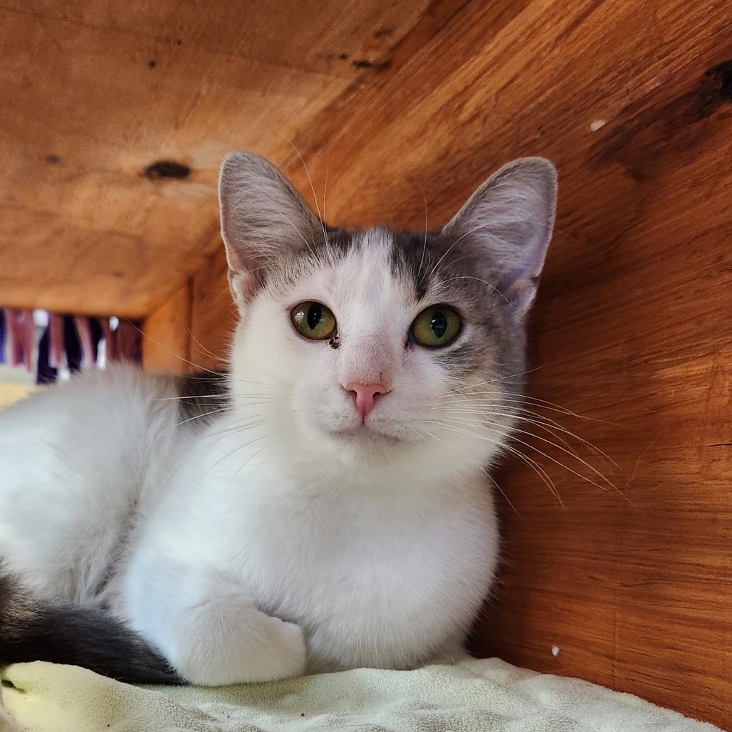 Enlarge Gracie, a Adoptable Domestic Short Hair in Delaware, OH image 1/6