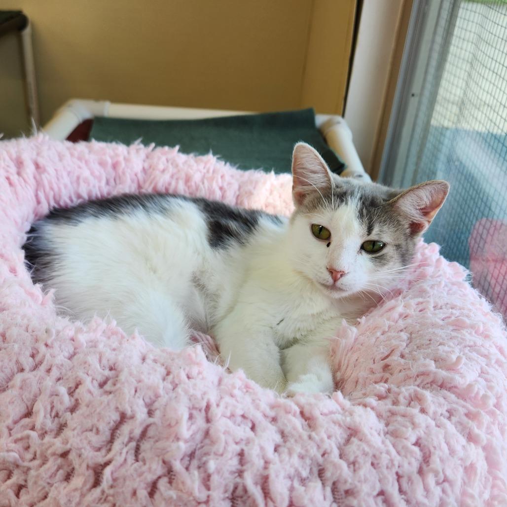 Enlarge Gracie, a Adoptable Domestic Short Hair in Delaware, OH image 2/6