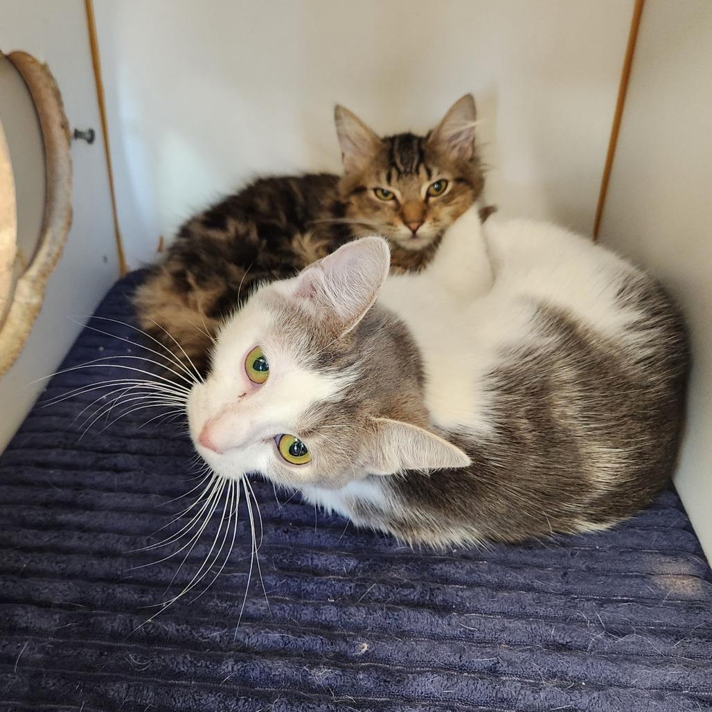 Gracie, Adoptable, Young Female Domestic Short Hair.