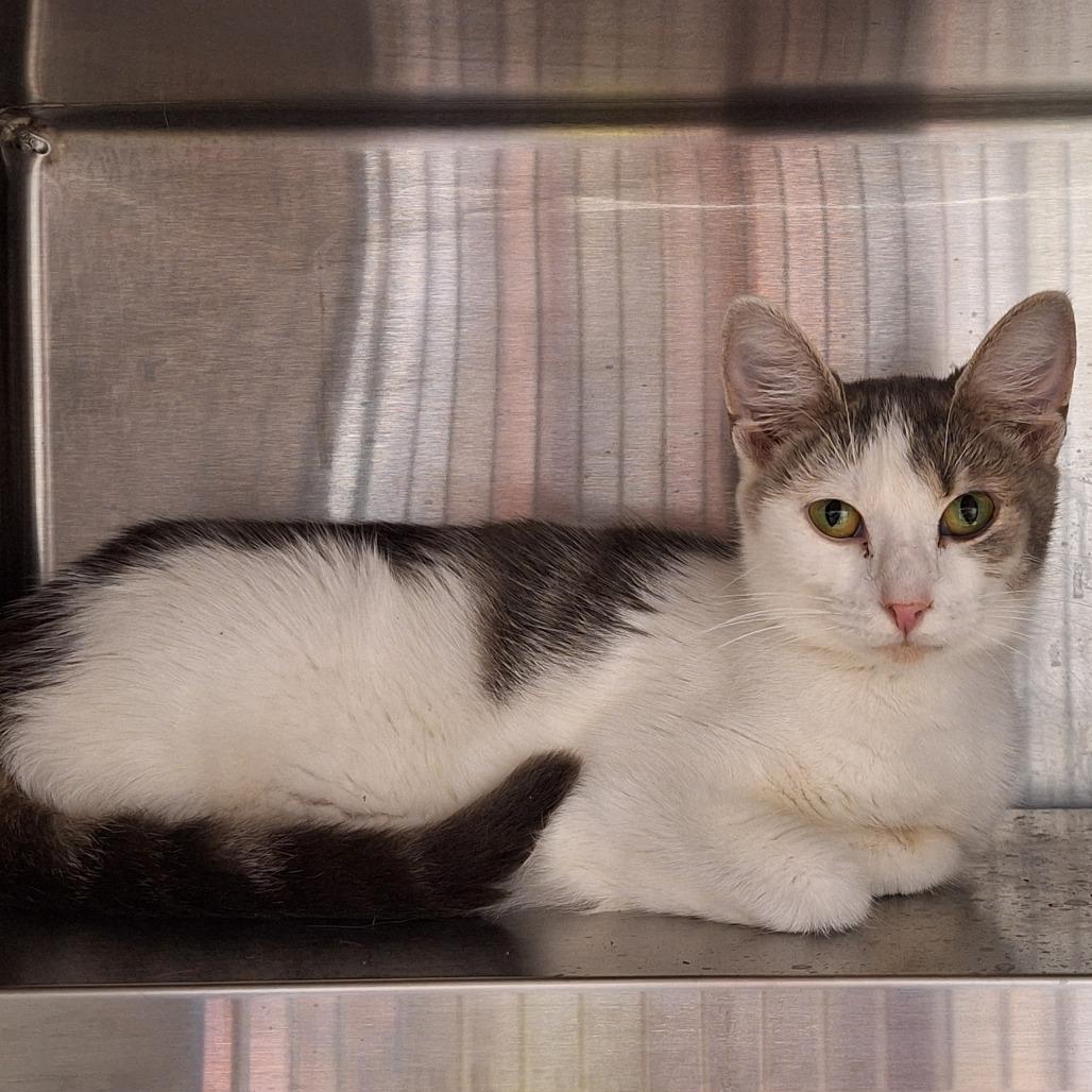 Enlarge Gracie, a Adoptable Domestic Short Hair in Delaware, OH image 2/4