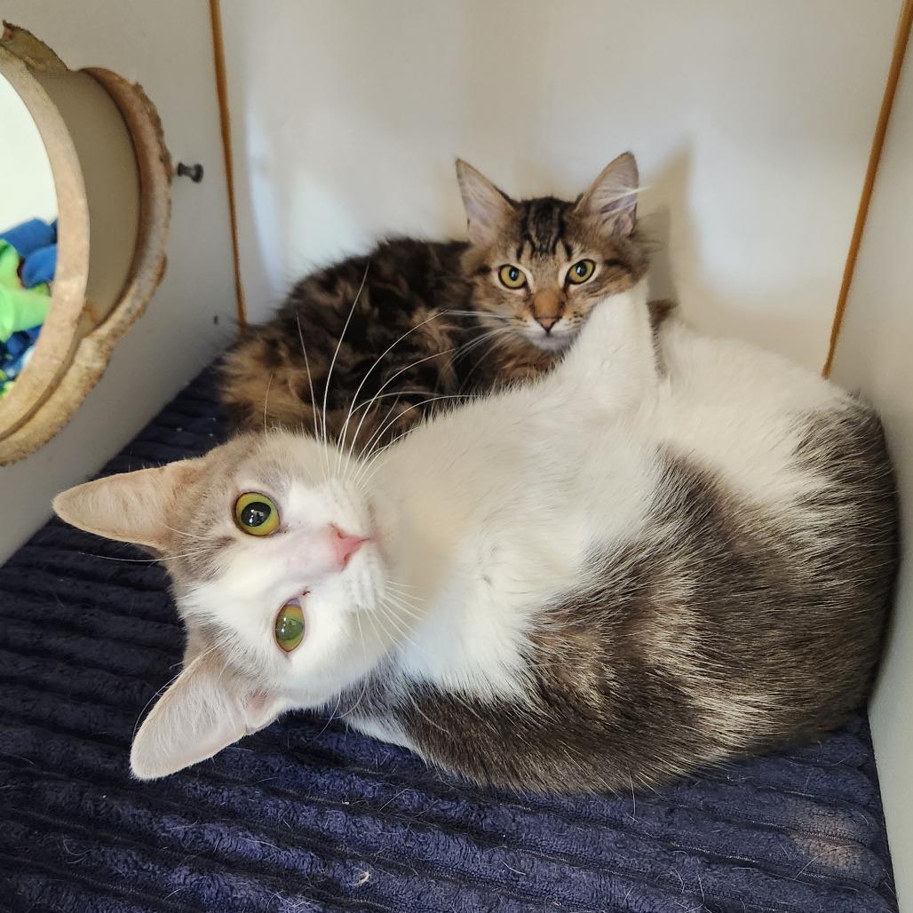 Enlarge Gracie, a Adoptable Domestic Short Hair in Delaware, OH image 3/4