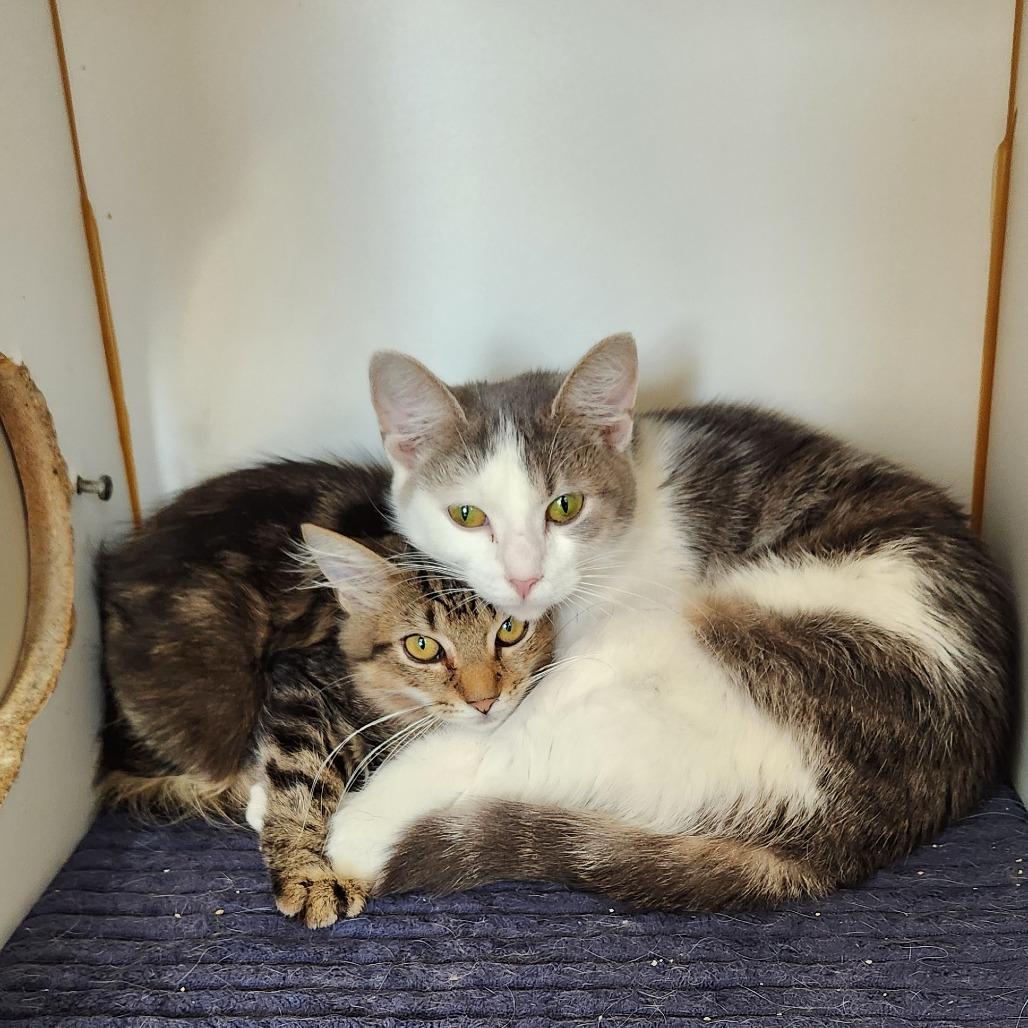 Enlarge Gracie, a Adoptable Domestic Short Hair in Delaware, OH image 4/4