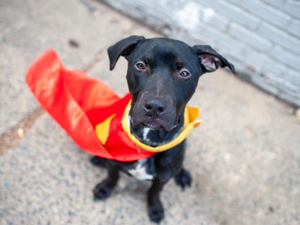 Orion — thumbnail 2