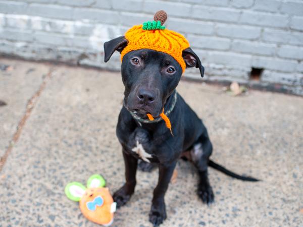 Orion — thumbnail 4