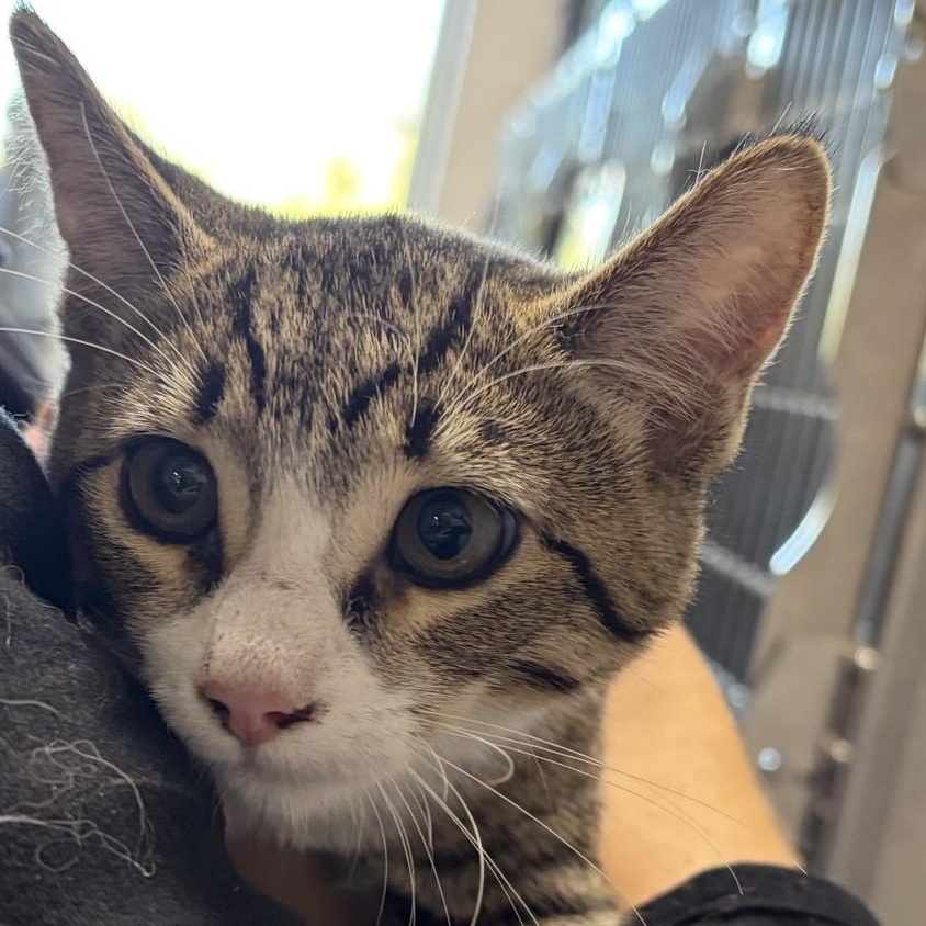 Katrina, Adoptable, Young Female Domestic Short Hair.