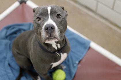 Tikka, Adoptable, Adult Female Pit Bull Terrier & Mixed Breed.