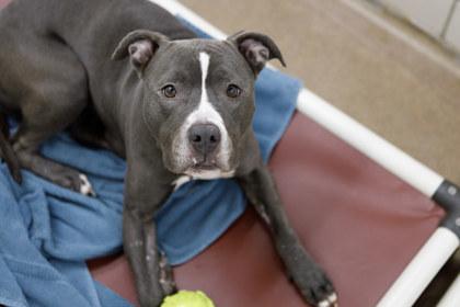 Enlarge Tikka, a Adoptable mixed breed in Golden Valley, MN image 2/3