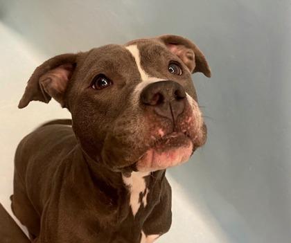 Enlarge Tikka, a Adoptable mixed breed in Golden Valley, MN image 3/3