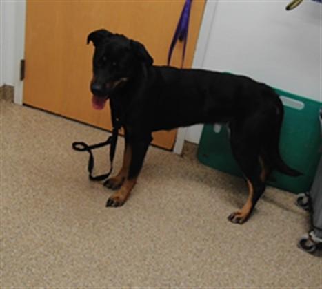 ROSALINA, Adoptable, Adult Female Rottweiler & Mixed Breed.