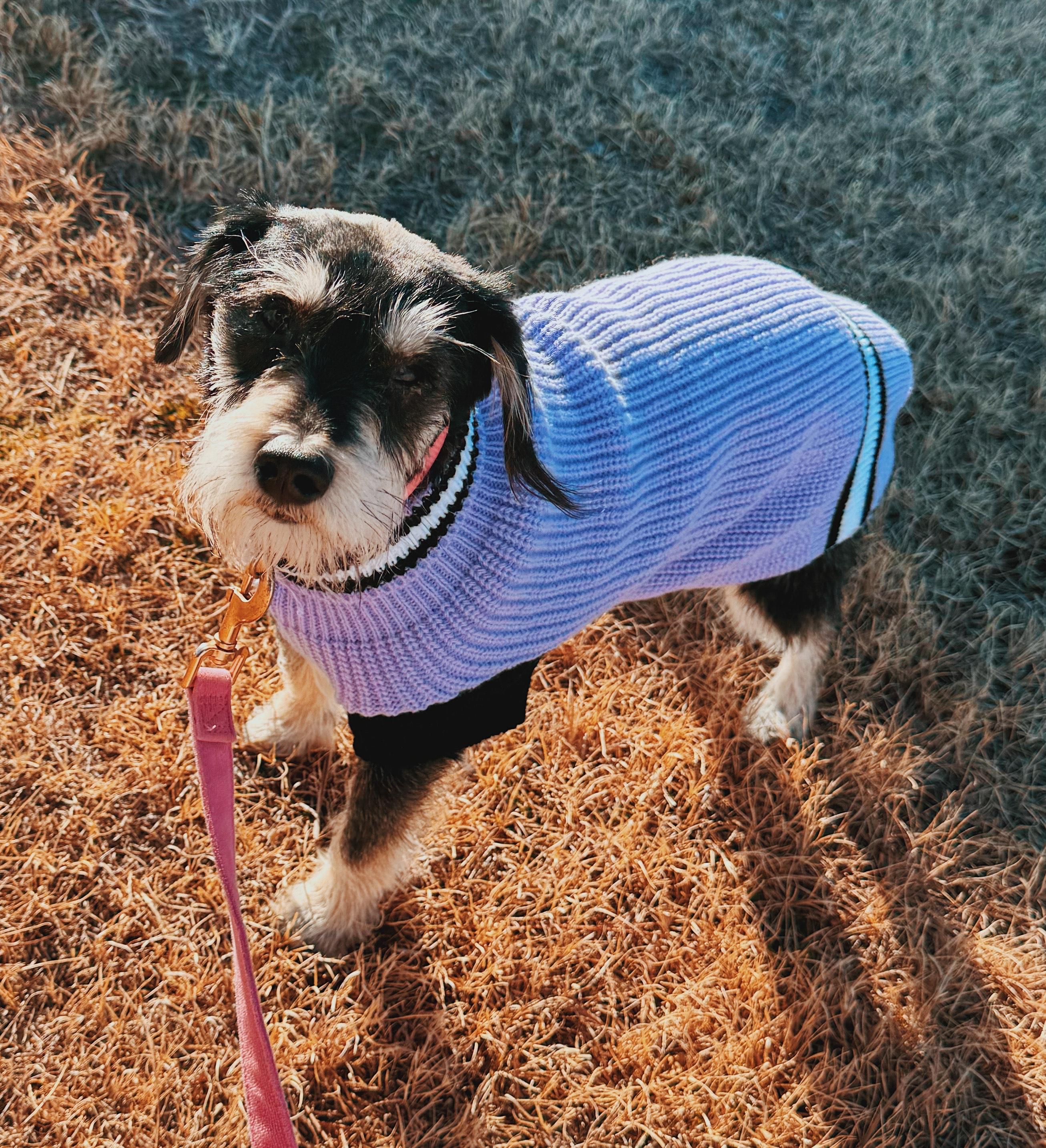 Enlarge Ellie, an adoptable Miniature Schnauzer in Hays, KS image 3/5