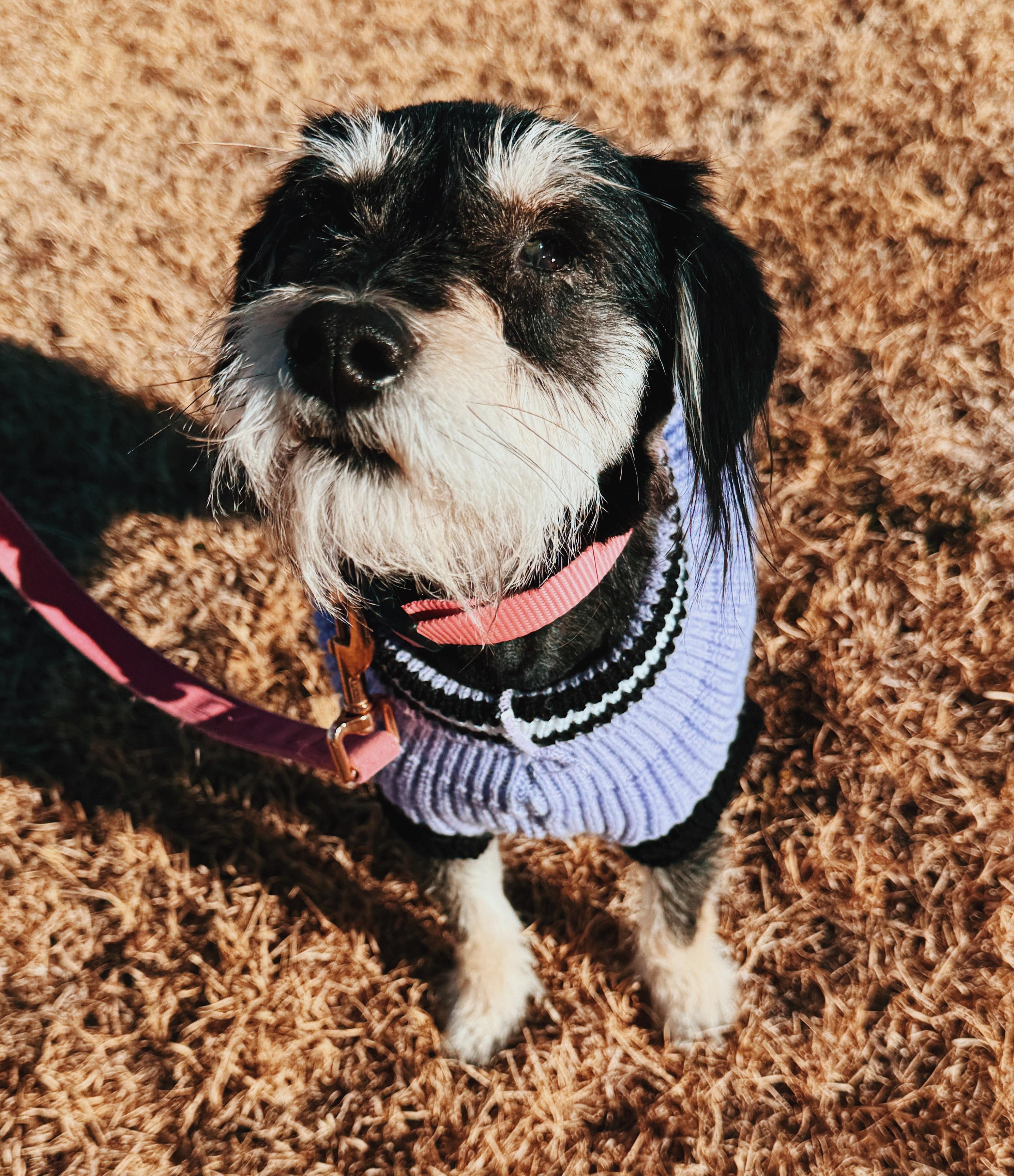 Enlarge Ellie, an adoptable Miniature Schnauzer in Hays, KS image 4/5
