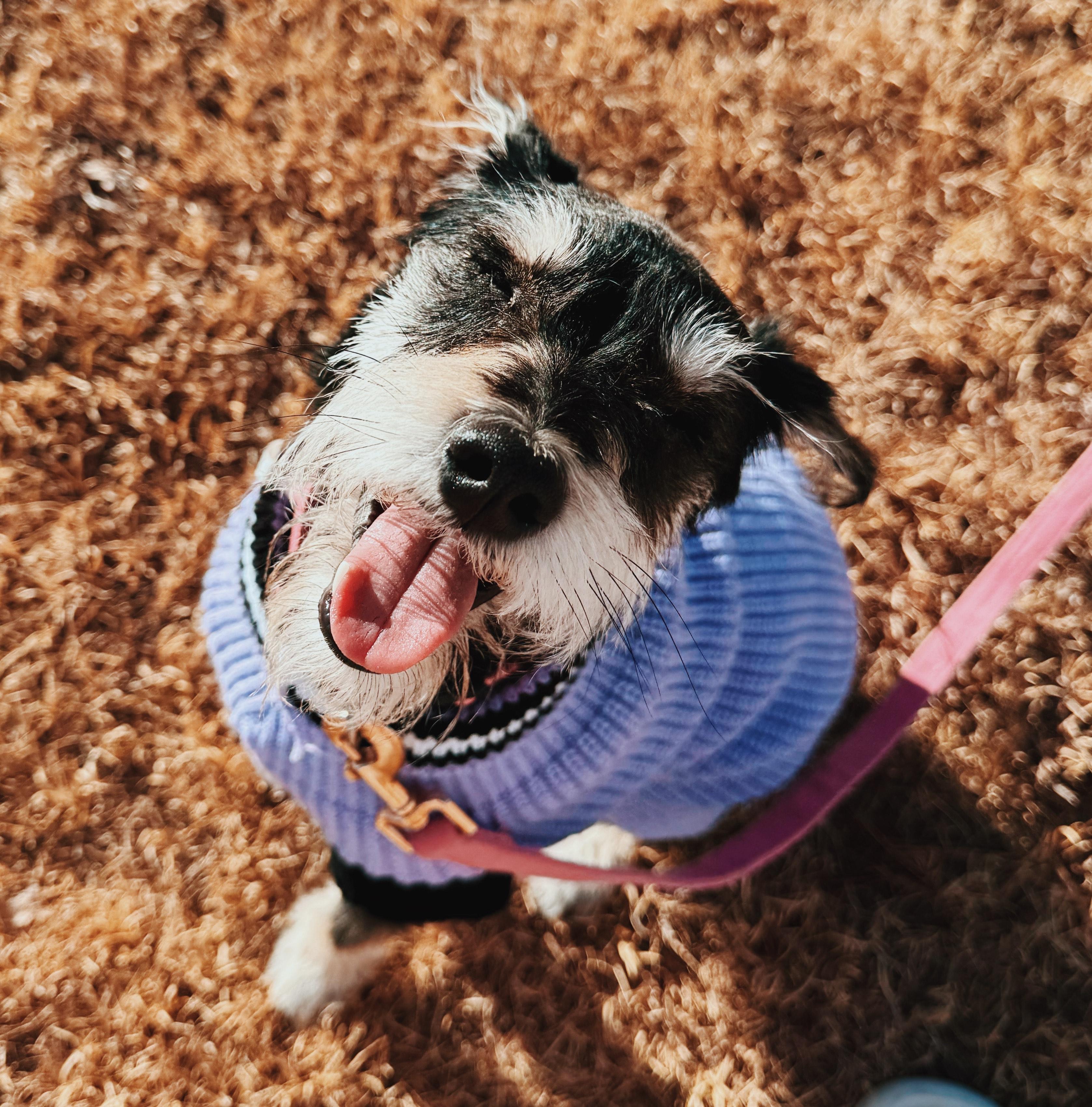 Enlarge Ellie, an adoptable Miniature Schnauzer in Hays, KS image 5/5