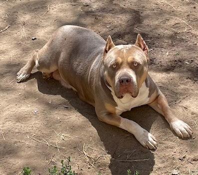 Enlarge Beastmode, a ADOPTABLE American Bully in Carlsbad, CA image 1/1