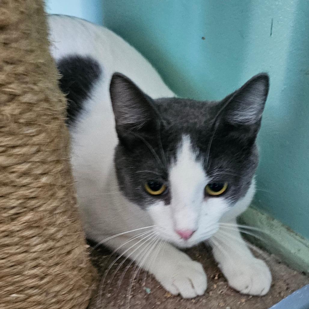 Enlarge Rutabaga, a Adoptable Domestic Short Hair in Melrose, FL image 1/2