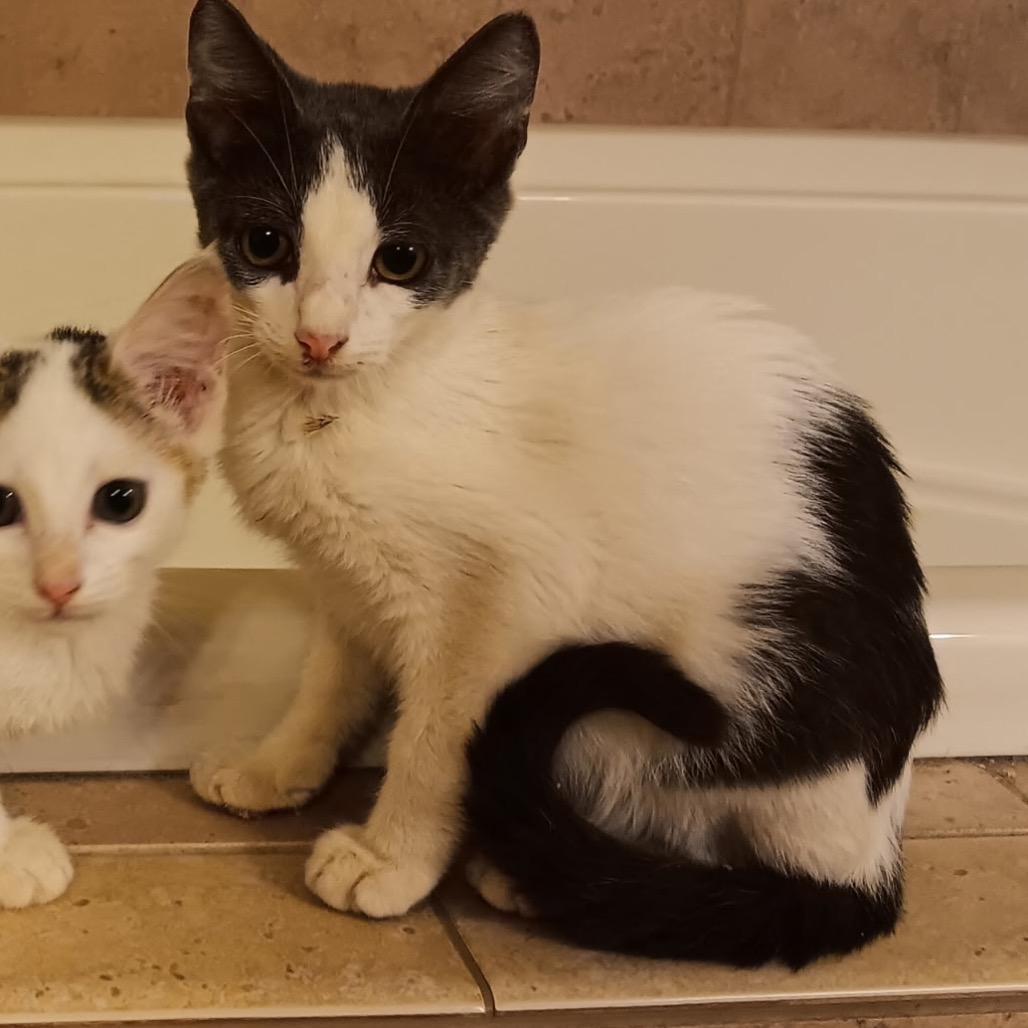 Enlarge Rutabaga, a Adoptable Domestic Short Hair in Melrose, FL image 1/1