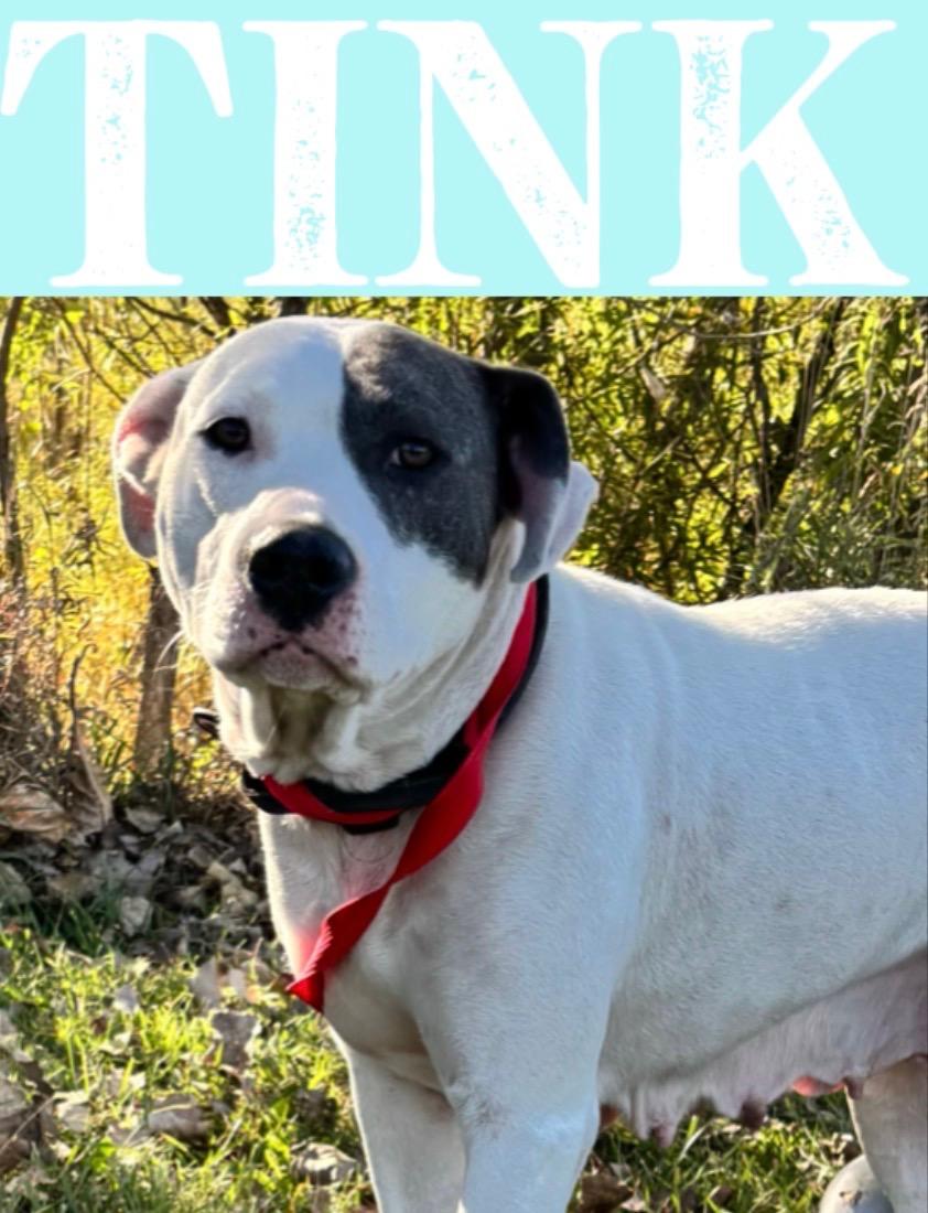 Enlarge Tink, a Adopted Pit Bull Terrier in Muncie, IN image 1/1