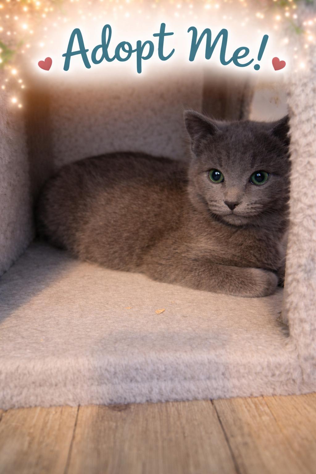 Ghost, Adoptable, Young Male Domestic Medium Hair.