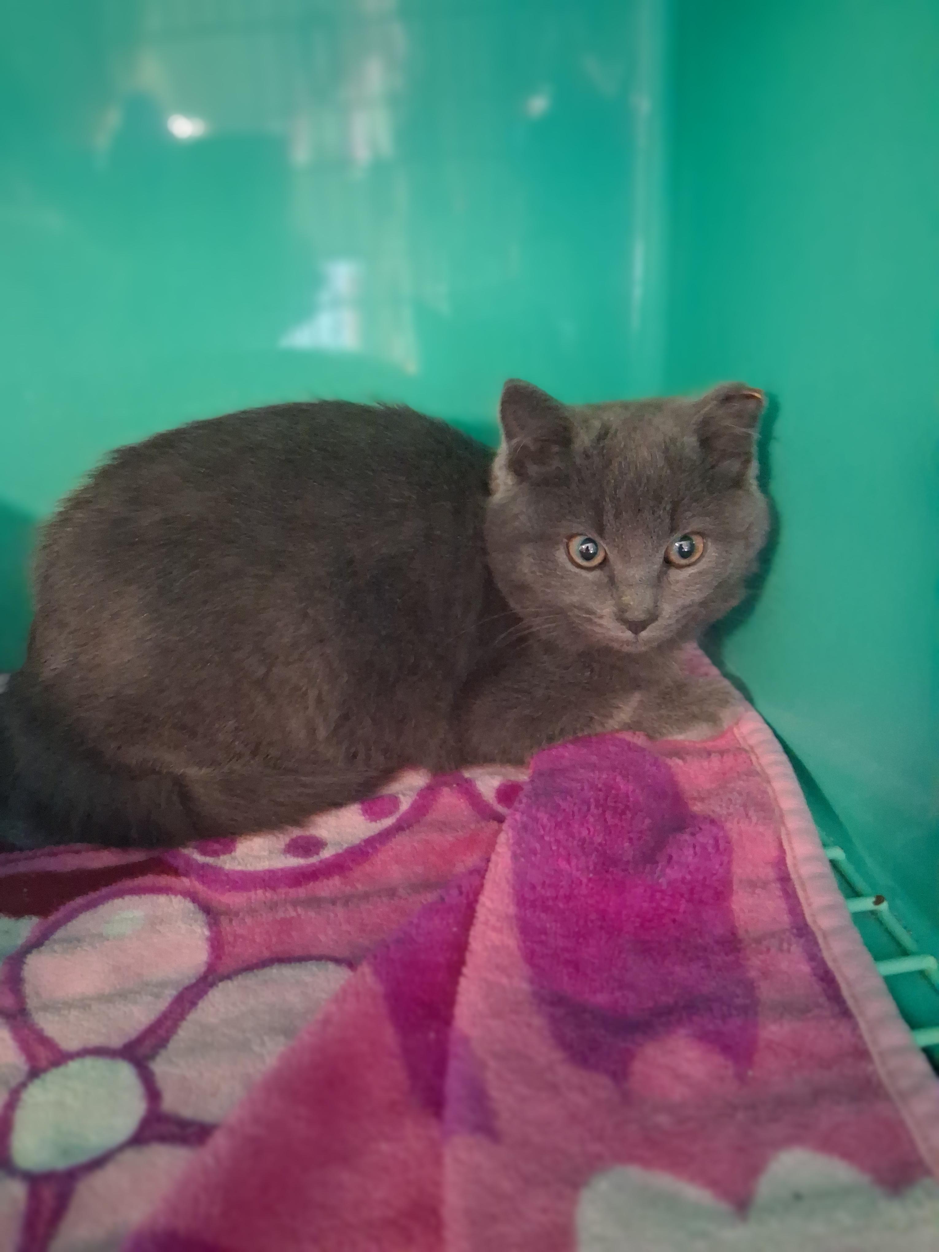 Enlarge Ghost, a Adoptable mixed breed in Lynchburg, TN image 4/6