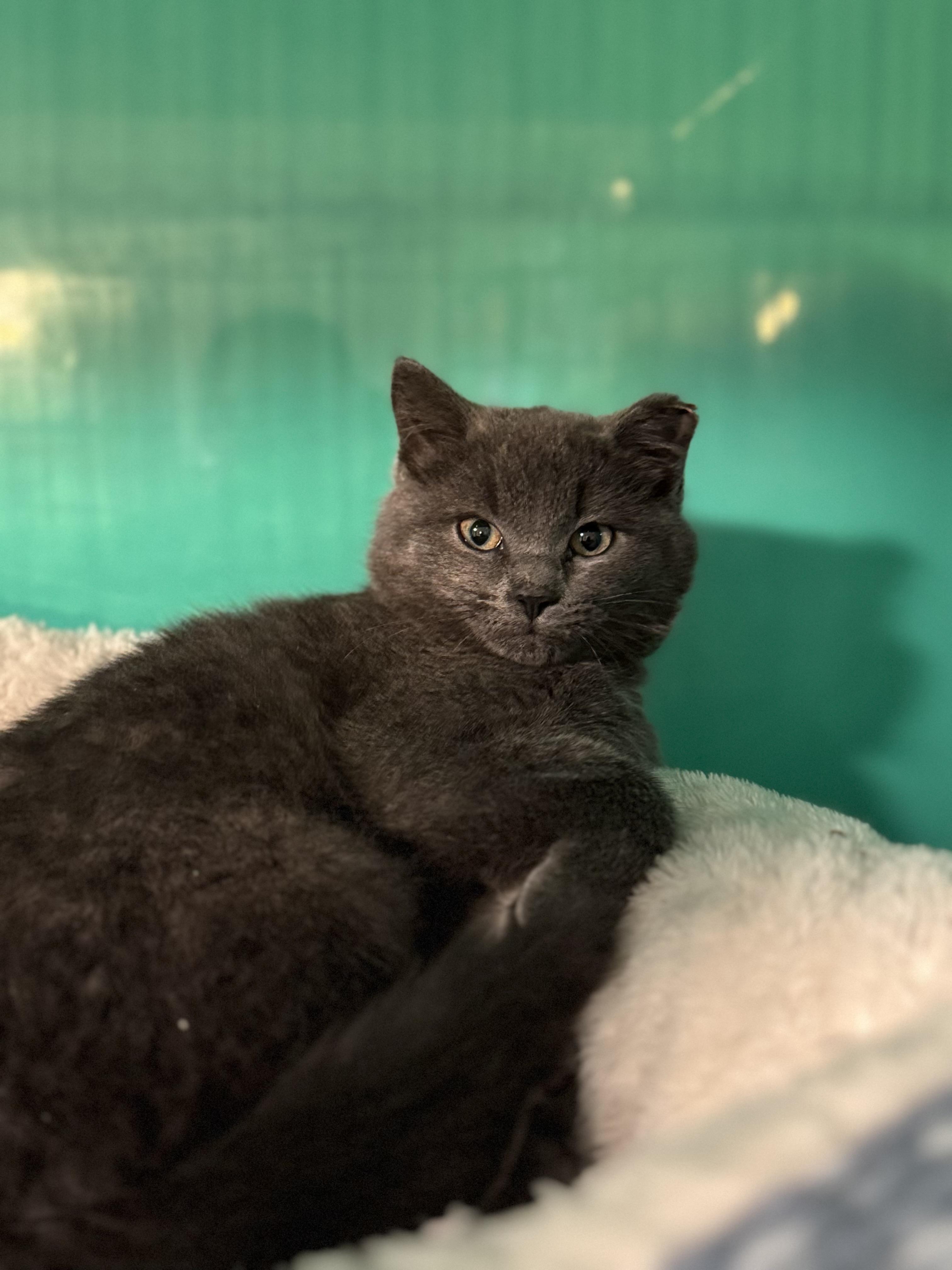 Enlarge Ghost, a Adoptable mixed breed in Lynchburg, TN image 6/6