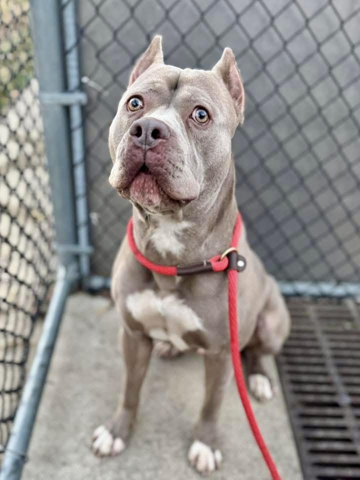 Gibson, ADOPTABLE, Adult Male Pit Bull Terrier.