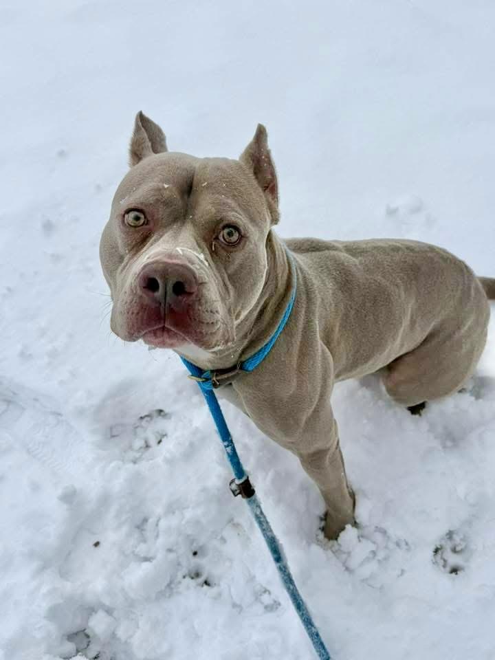 Enlarge Gibson, a ADOPTABLE Pit Bull Terrier in Chicago, IL image 2/5