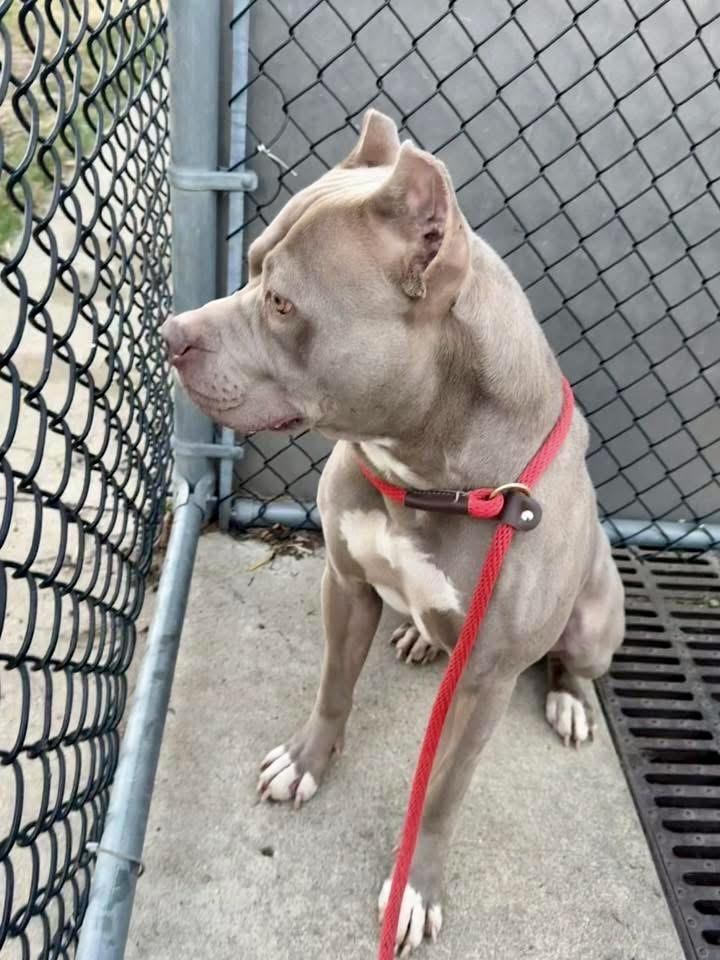 Enlarge Gibson, a ADOPTABLE Pit Bull Terrier in Chicago, IL image 3/5