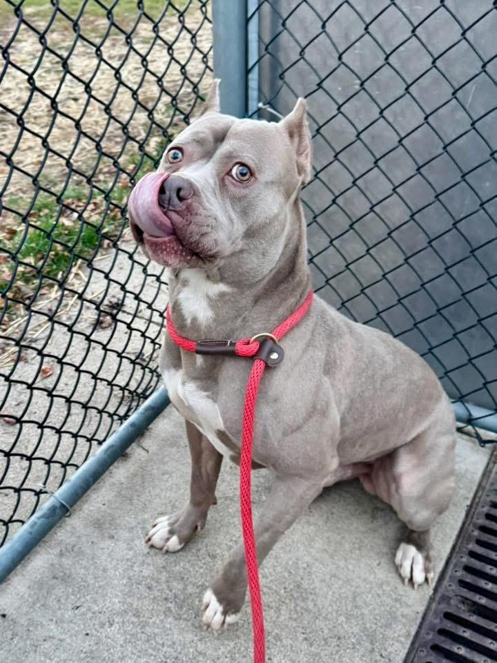 Enlarge Gibson, a ADOPTABLE Pit Bull Terrier in Chicago, IL image 4/5