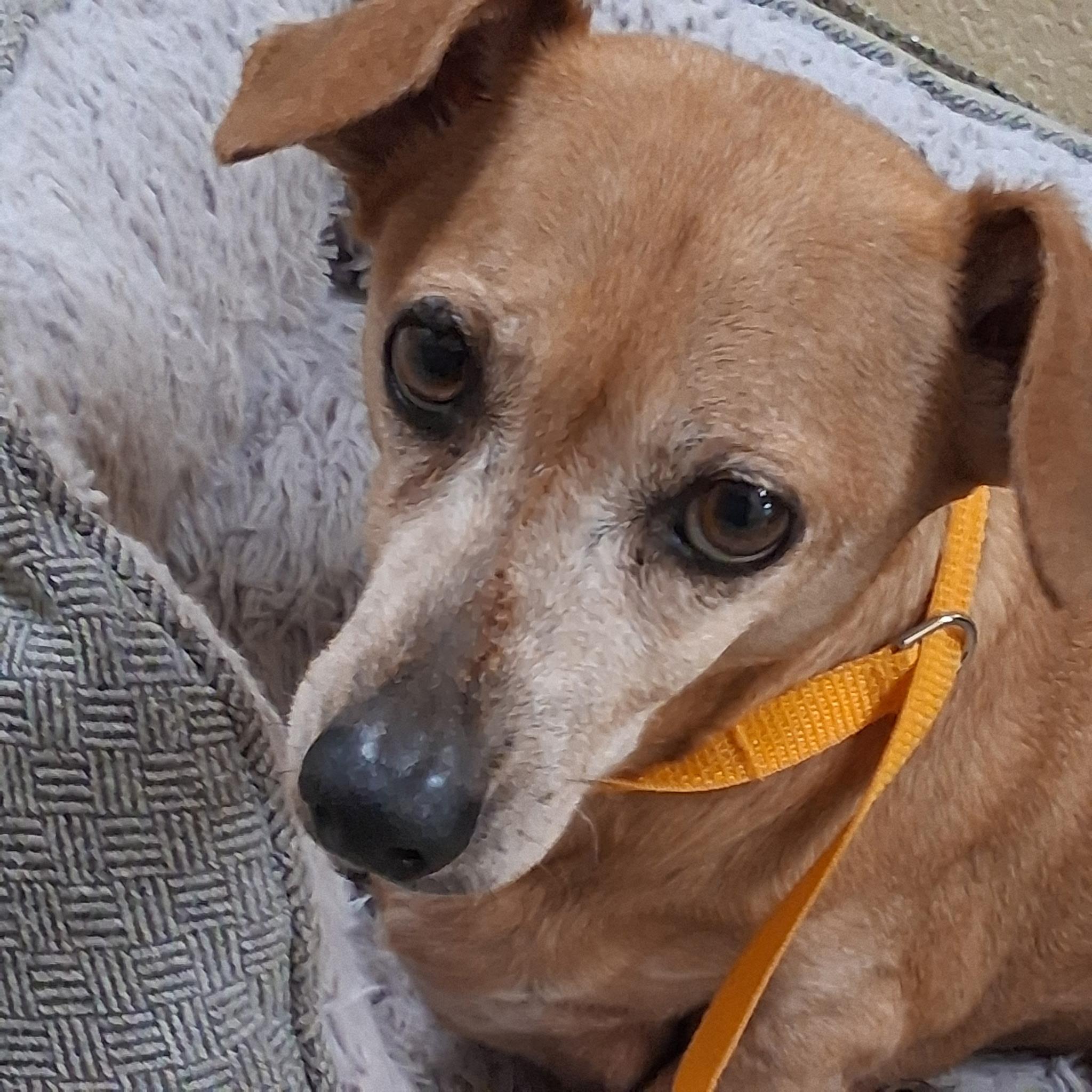 Enlarge Lost in Shelter!!!!, a ADOPTABLE Dachshund in Fort Myers Beach, FL image 3/3