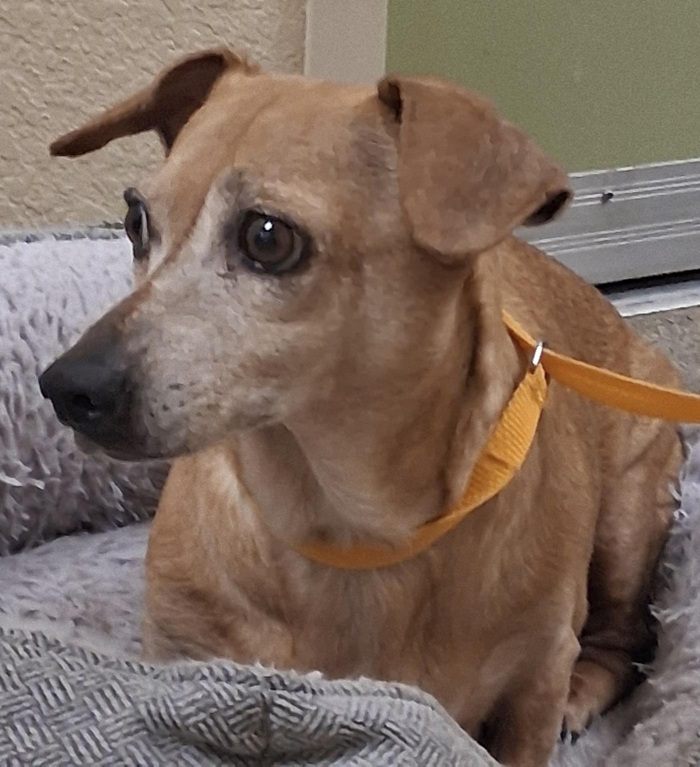 Enlarge Lost in Shelter!!!!, a ADOPTABLE Dachshund in Fort Myers Beach, FL image 2/3