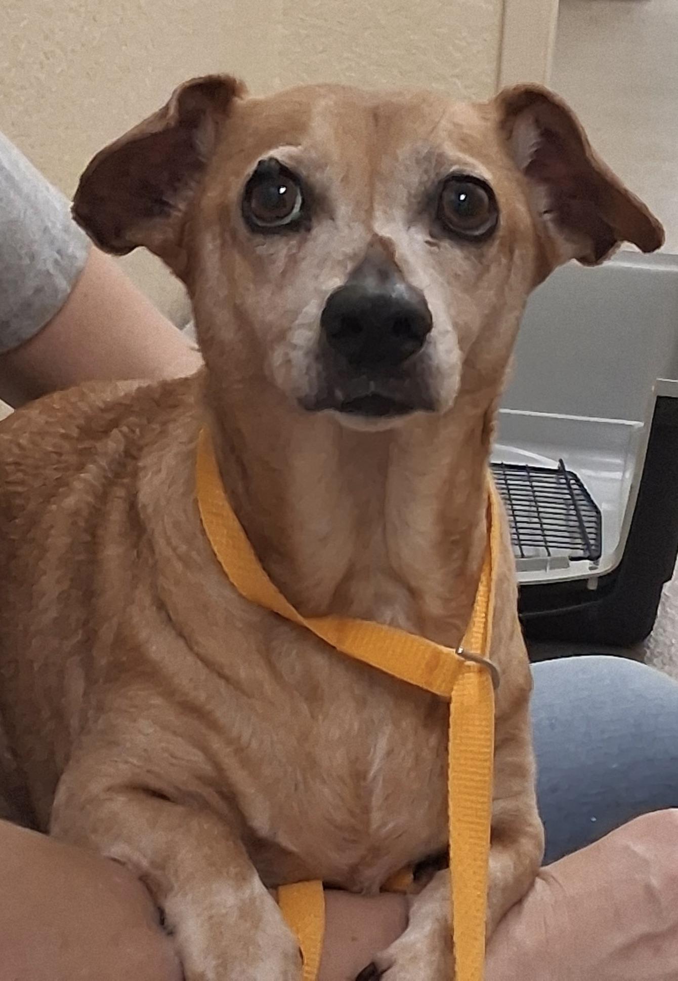 Lost in Shelter!!!!, ADOPTABLE, Senior Male Dachshund.