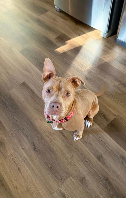 Houdini, Adoptable, Adult Male Pit Bull Terrier & Mixed Breed.