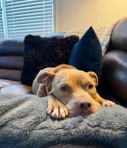 Enlarge Houdini, a Adoptable mixed breed in Atlanta, GA image 3/3