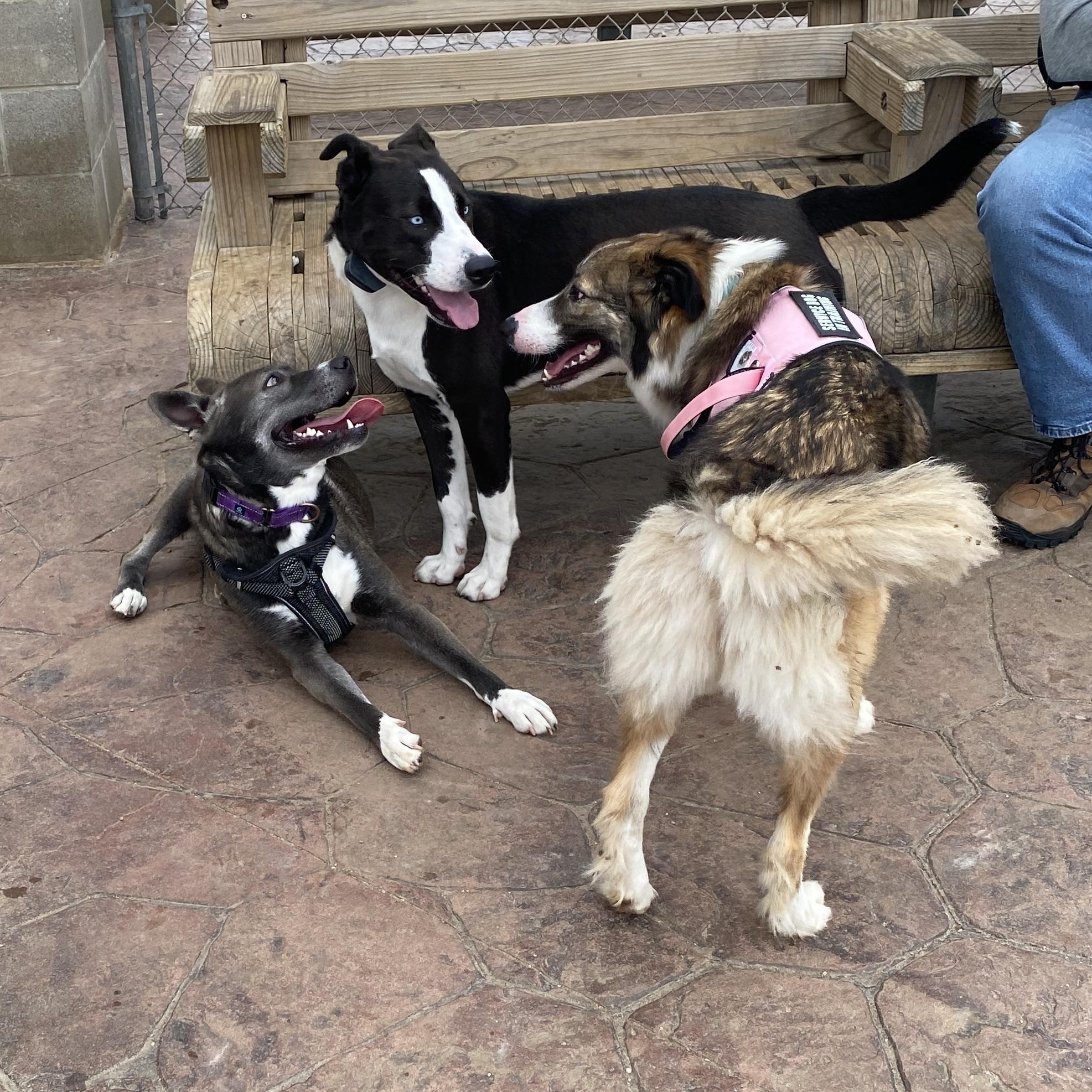 Mallory, a Adoptable mixed breed in Kennewick, WA image 5/6